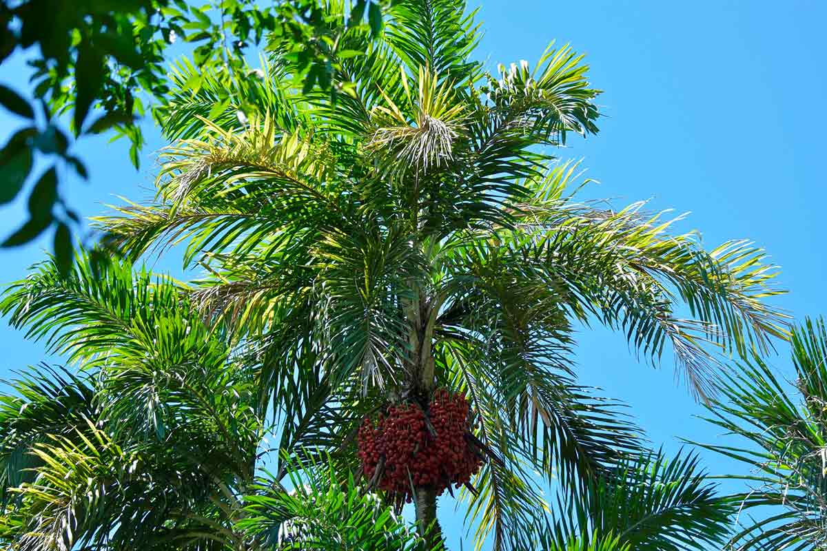 Palmeira pupunha (Bactris gasipaes)