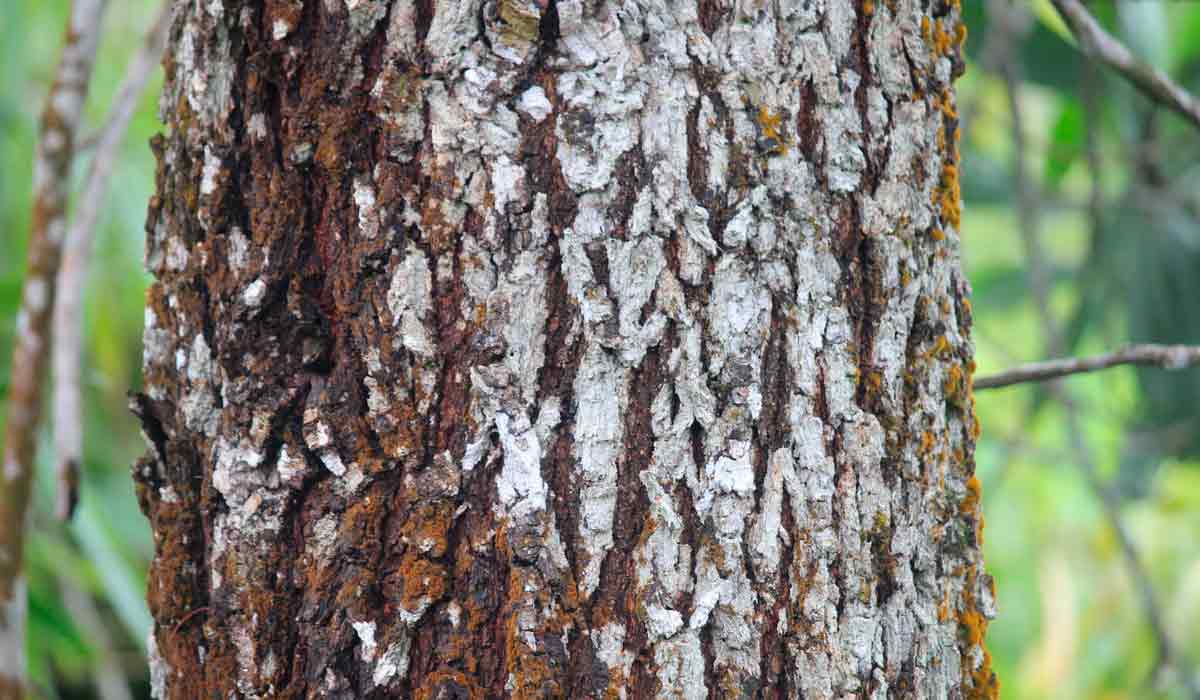 Detalhe do tronco da Acacia mangium