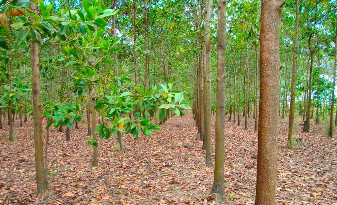 Talhão de Acacia mangium