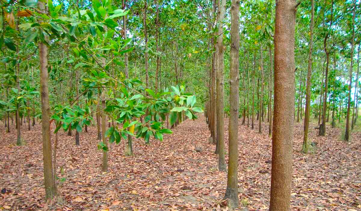 Talhão de Acacia mangium