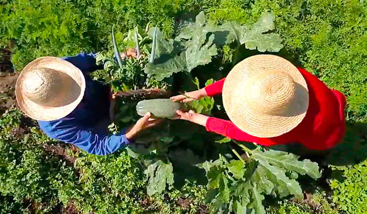 Produtores agroecológicos