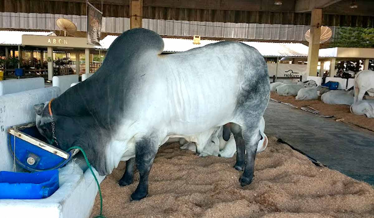 Bovinos em exposição