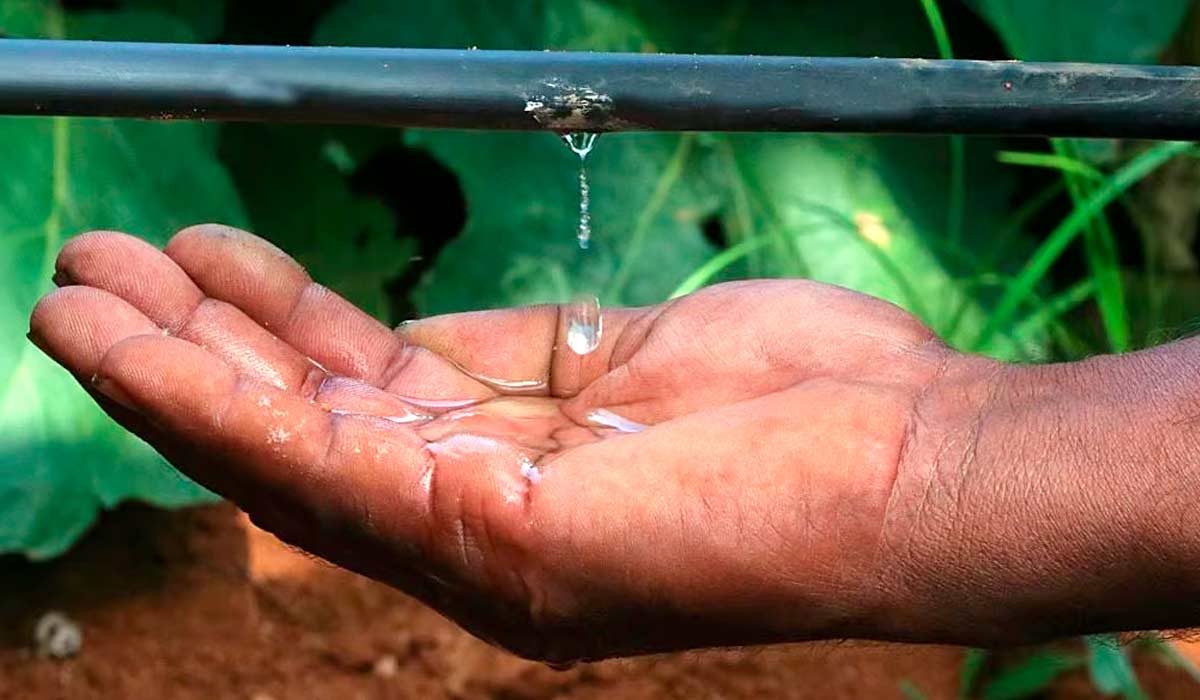 O gotejamento é a forma mais eficiente de fornecer água e nutrientes as plantas - Foto: Netafim