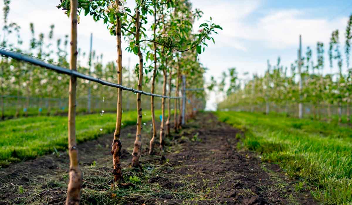 Irrigação por gotejamento em um pomar de macieiras jovens