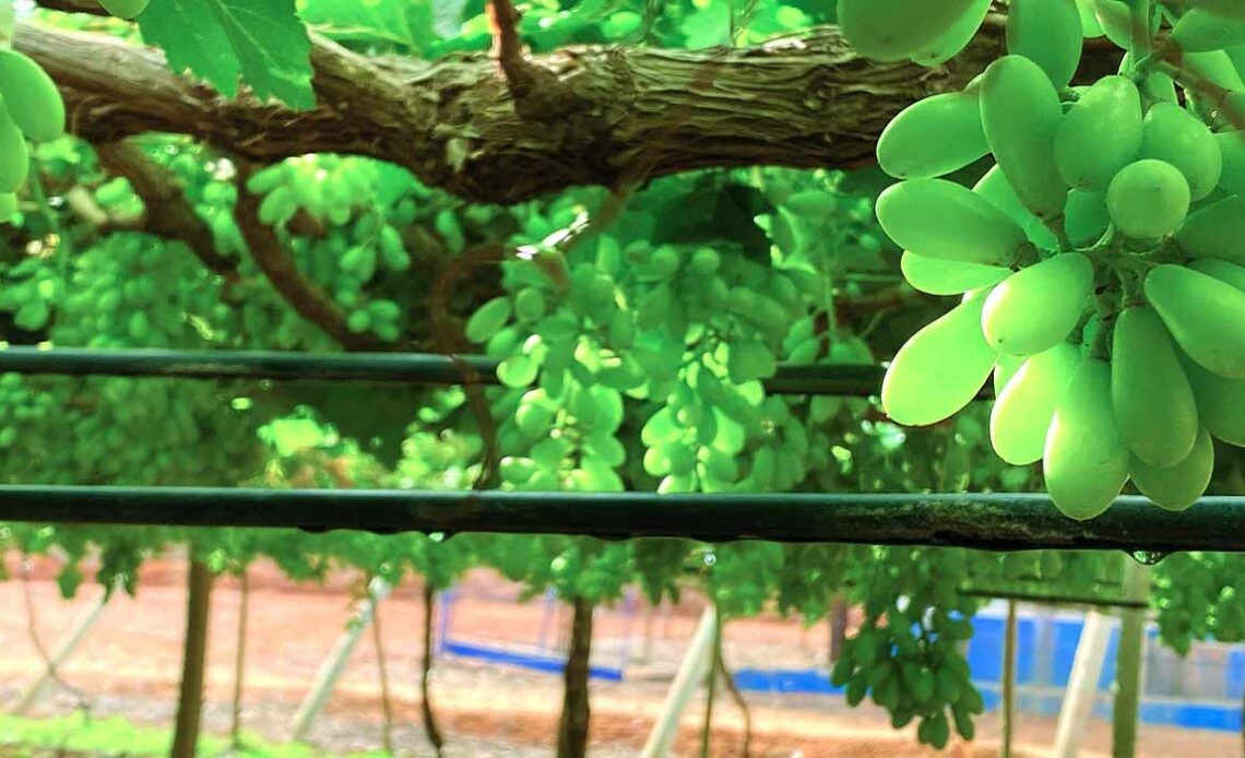 Irrigação por gotejamento em uvas viníferas