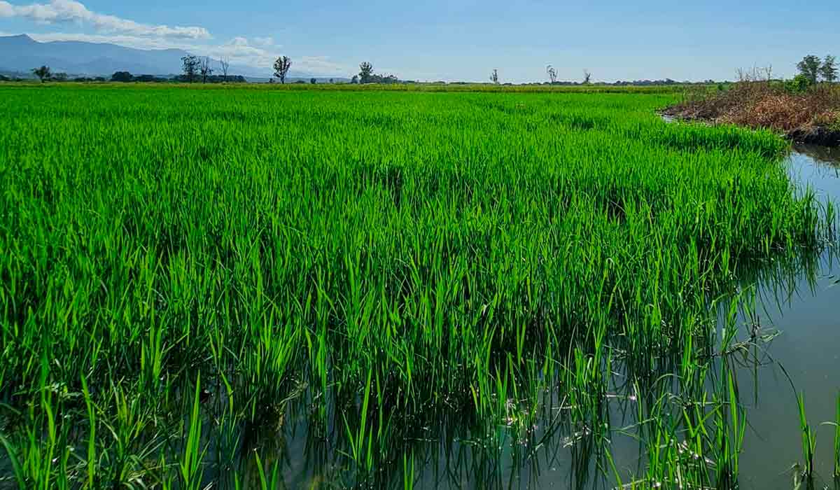 Plantio de arroz no Vale do Paraíba