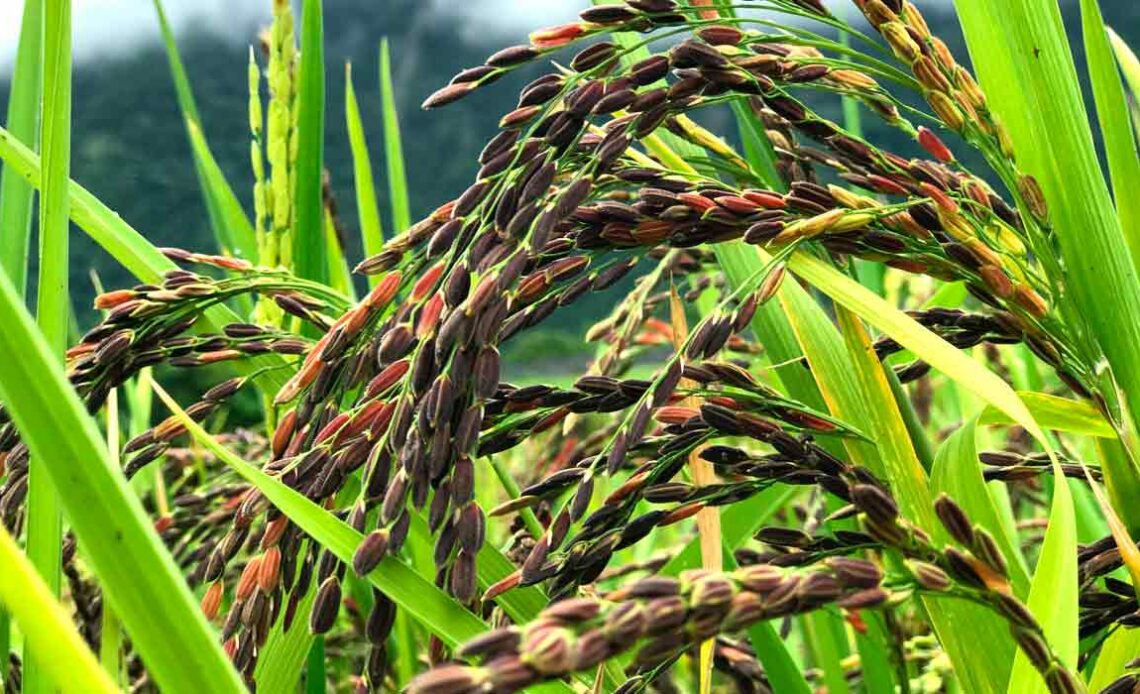 Variedade de mini arroz produzida no Vale do Paraíba