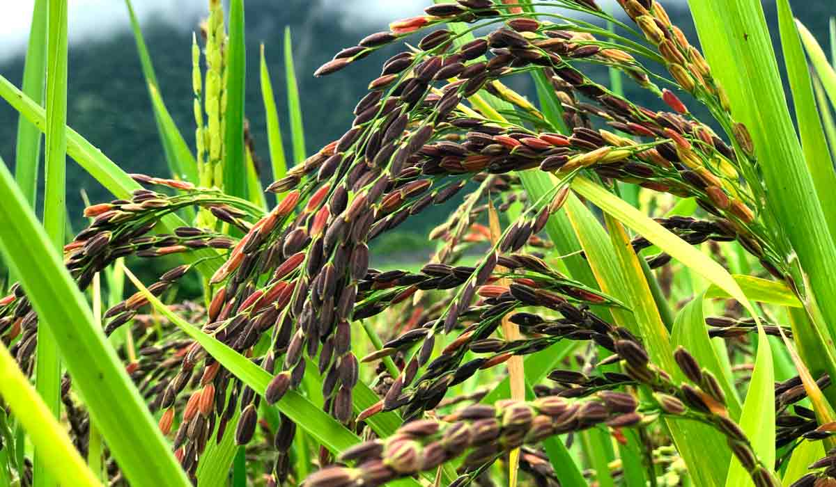 Variedade de mini arroz produzida no Vale do Paraíba