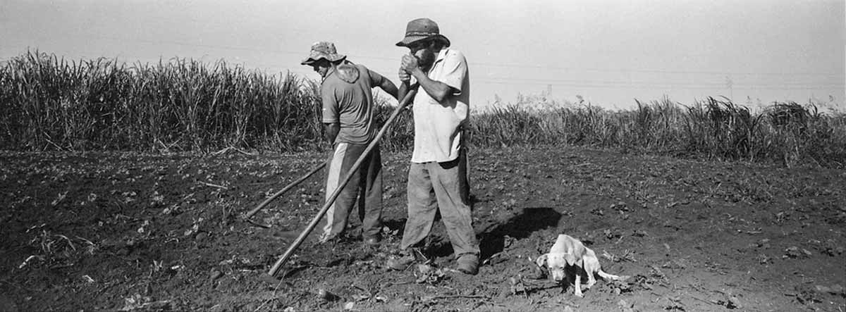 Trabalhadores do MST em atividade no campo