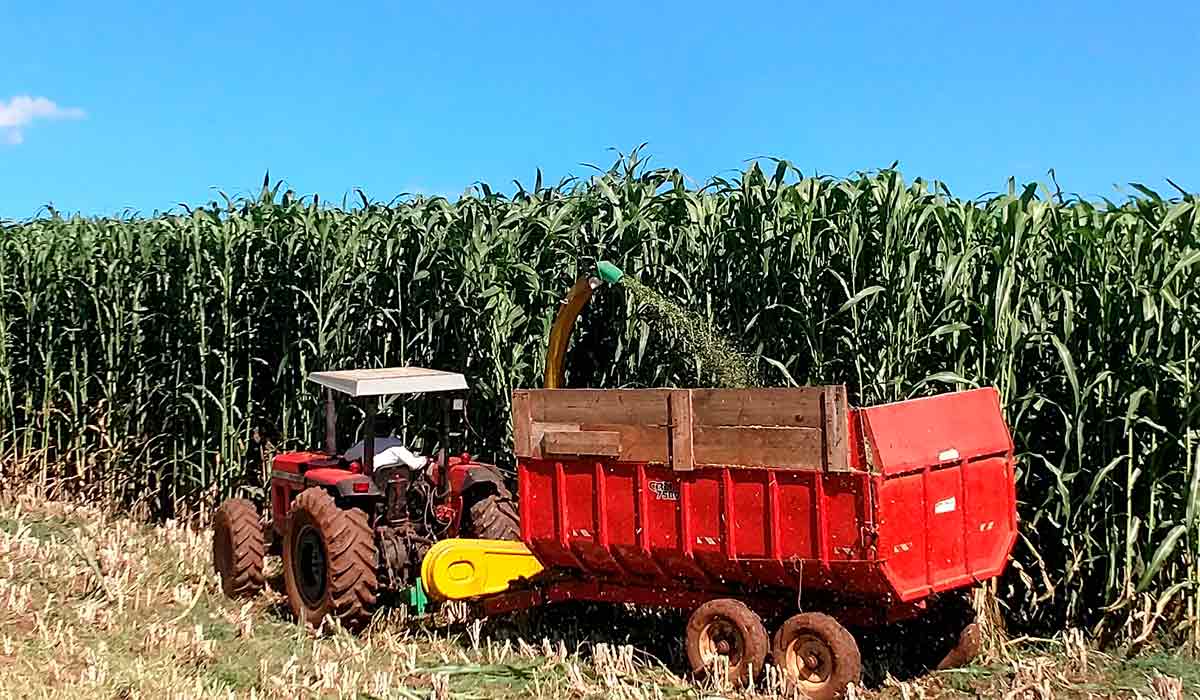 Colheita de sorgão gigante para silagem