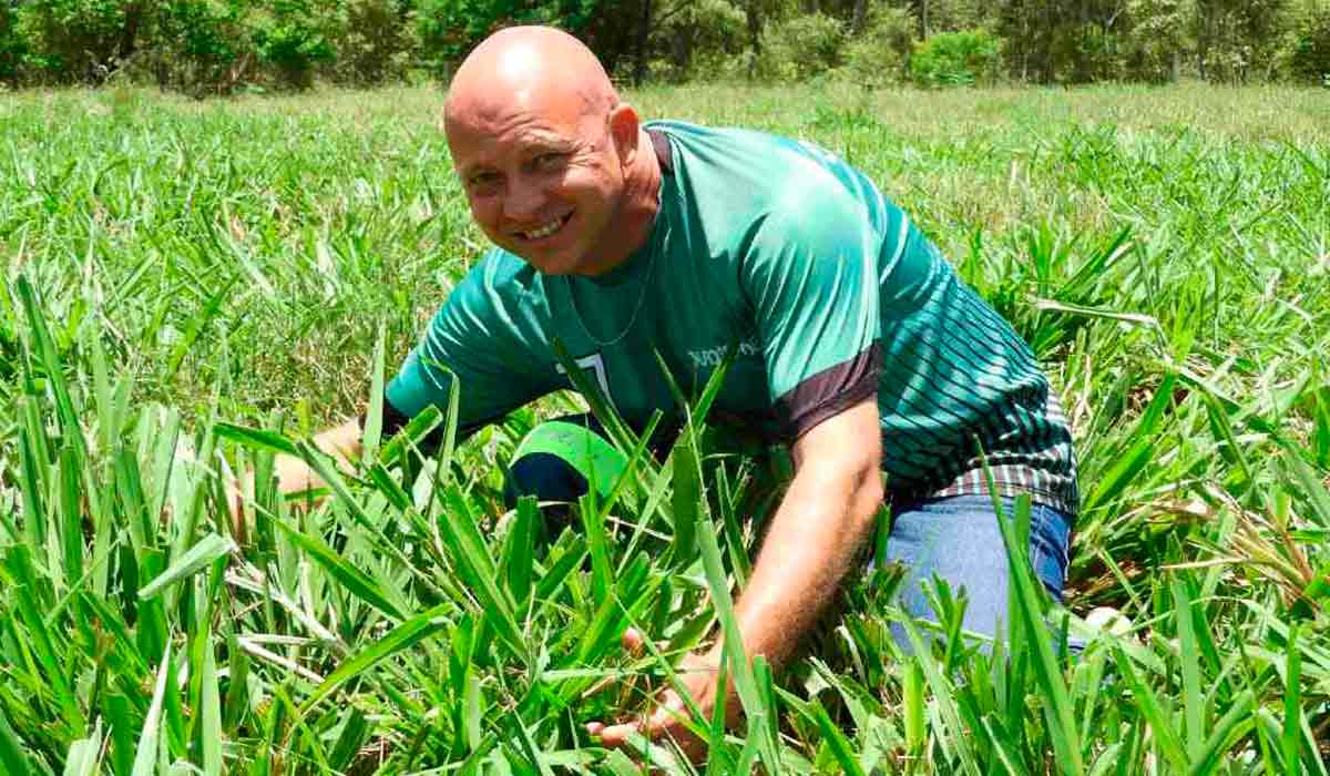 A pastagem melhorada quase dobrou produtividade de leite no sítio do Héder - Foto: Ariosto Mesquita/Embrapa