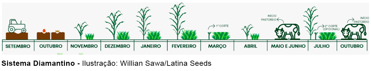 Imagem ilustrativa do Sistema Diamantino - Ilustração: Willian Sawa/Latina Seeds