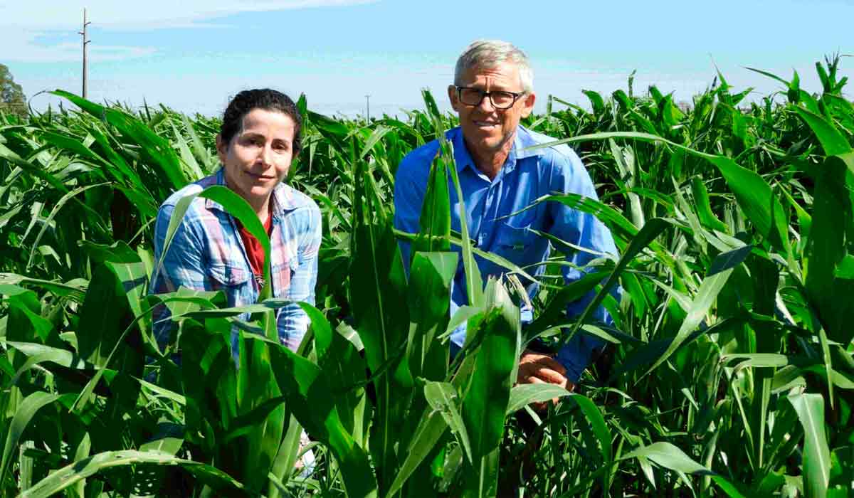 Pesquisadores Marciana Retore e Gessi Ceccon, em área do experimento (consórcio sorgão gigante + capim) na Embrapa Agropecuária Oeste em Dourados, MS, na última etapa de validação, em janeiro de 2024, 54 dias após a semeadura - Foto: Ariosto Mesquita