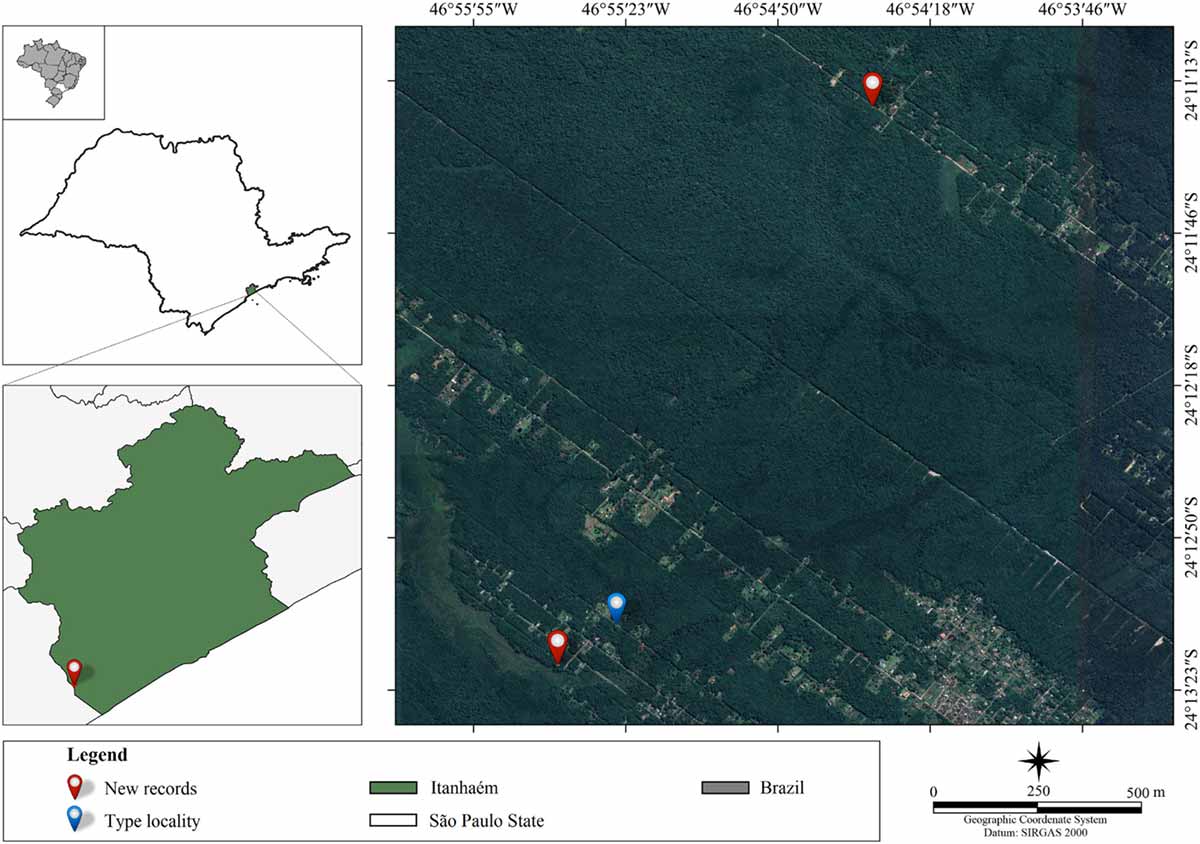 Novos registros de Leptopanchax itanhaensis coletados em poça temporária (24°13'17,4”S 46°55'37,2”W) e vala de beira de estrada (24°11'18,6”S 46°54'30,2”W), na sub bacia do Rio Preto, bacia costeira do Rio Itanhaém, Itanhaém, SP, sudeste do Brasil