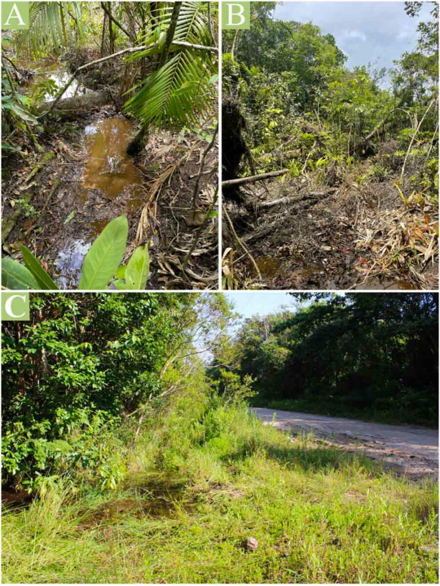 Piscina temporária (A) com entorno desmatado (B) e vala à beira da estrada (C) onde foram amostrados indivíduos de Leptopanchax itanhaensis