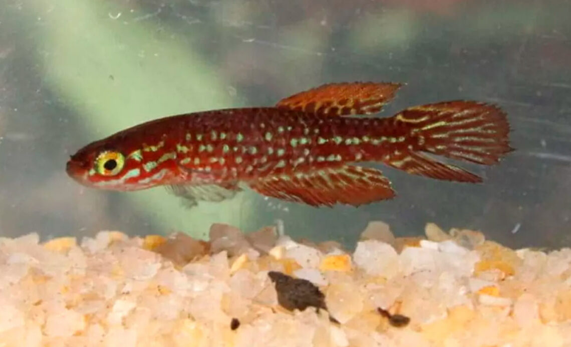 O peixinho da espécie Leptopanchax itanhaensis