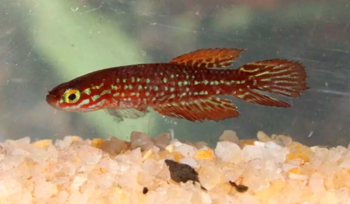 O peixinho da espécie Leptopanchax itanhaensis