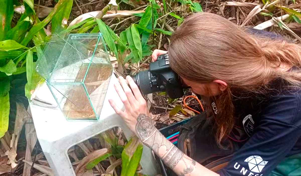 Momento da retirada do primeiro exemplar redescoberto com a pesquisadora Amanda Selinger fotografando o peixe em campo logo após sua coleta — Foto: Amanda Selinger