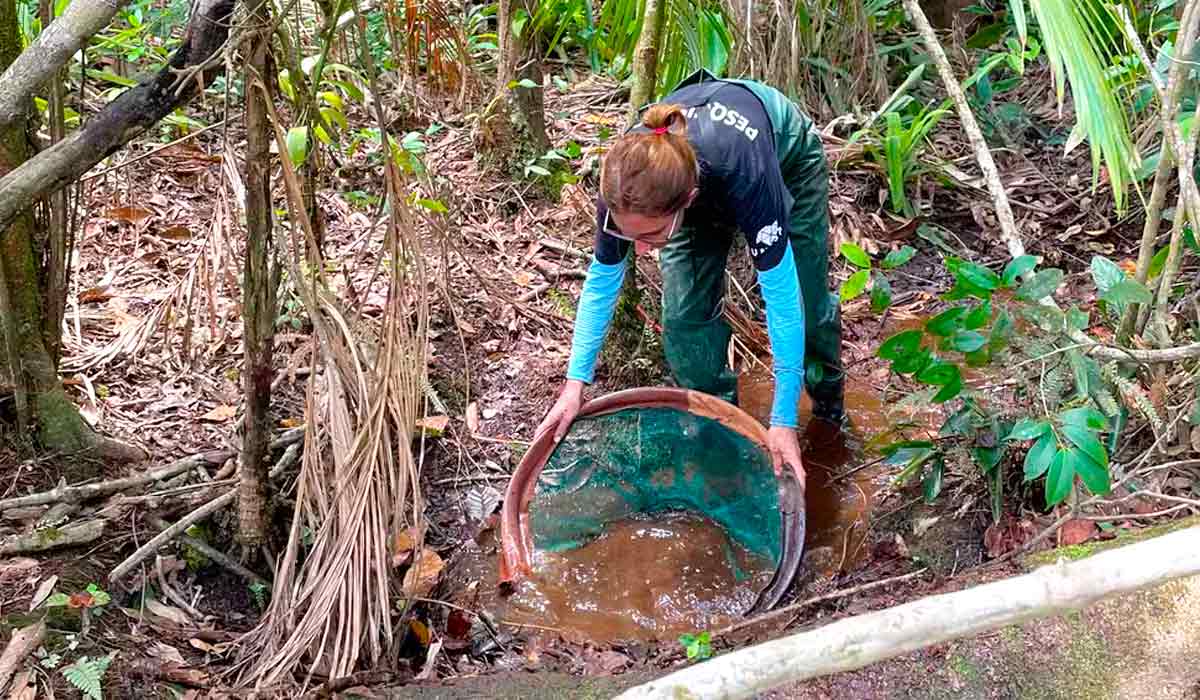 Coordenadora Ursulla Pereira Souza coletando a espécie na poça onde foi reencontrada — Foto: Amanda Selinger