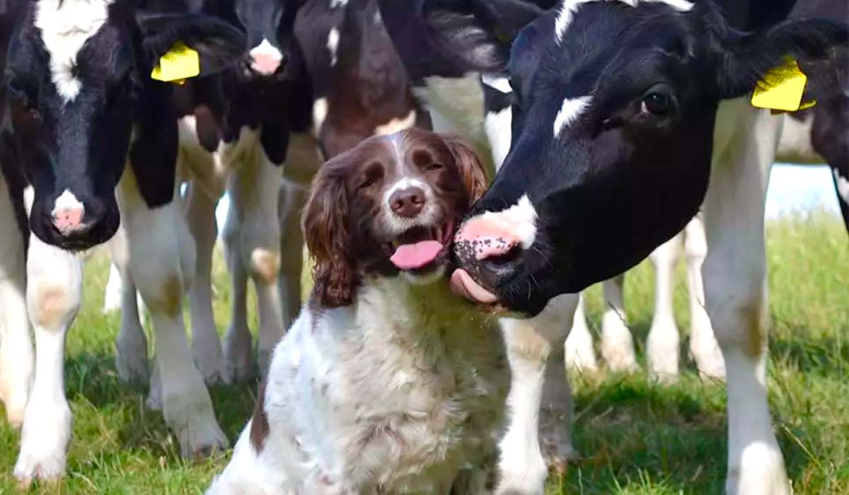 Cão no meio do rebanho de vacas leiteiras