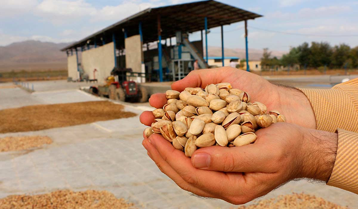 Infraestrutura de beneficiamento de pistache no Irã