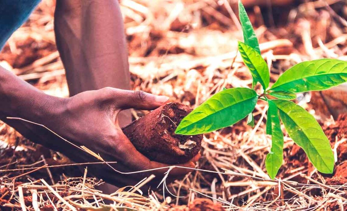 Plantando uma muda para regeneração florestal