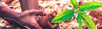 Plantando uma muda para regeneração florestal