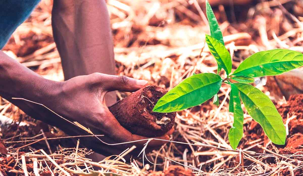 Plantando uma muda para regeneração florestal