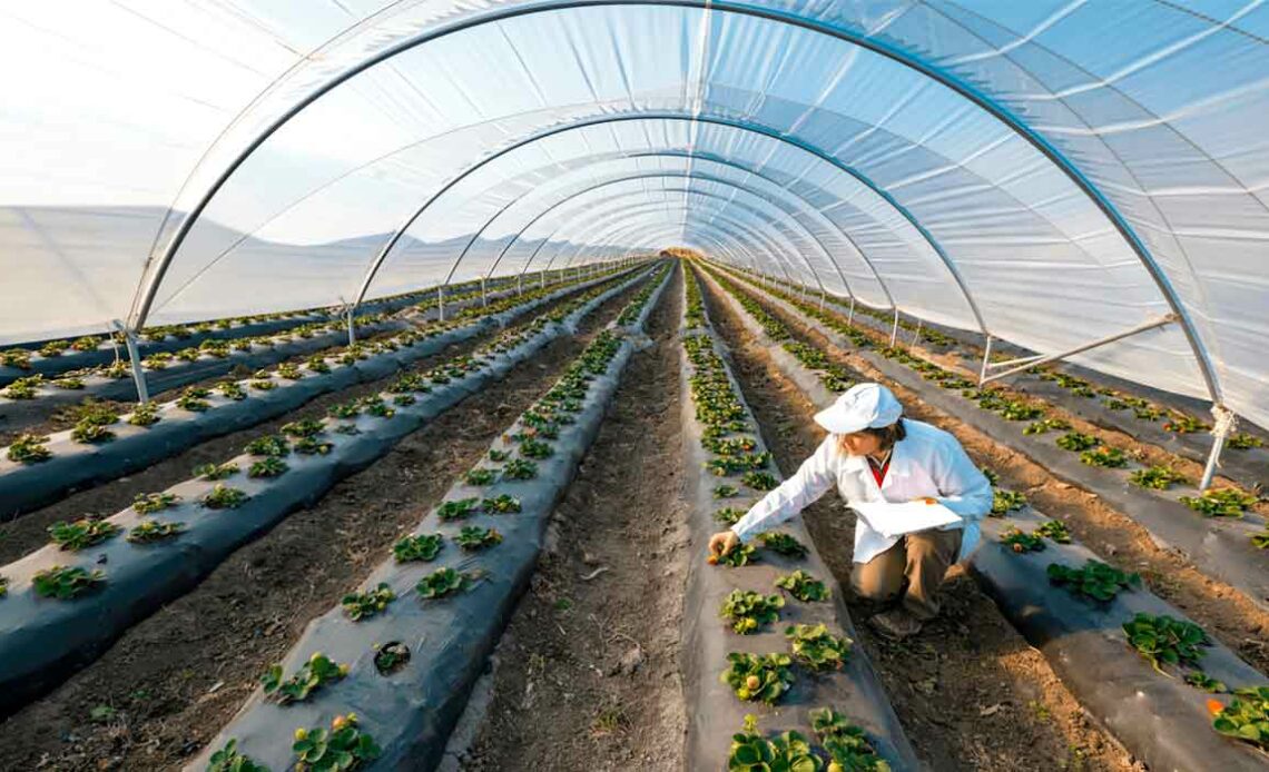 Foram analisados campos de morangos que utilizam o mulching plástico há vários anos