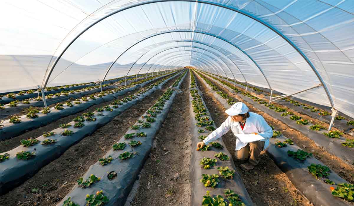 Foram analisados campos de morangos que utilizam o mulching plástico há vários anos