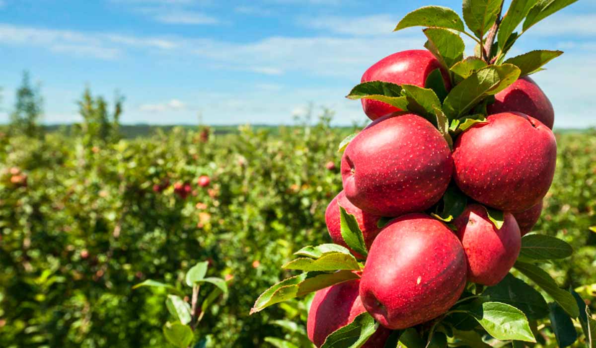 A qualidade dos frutos e a produtividade do pomar é garantida pelo importante trabalho de polinização das abelhas melíferas