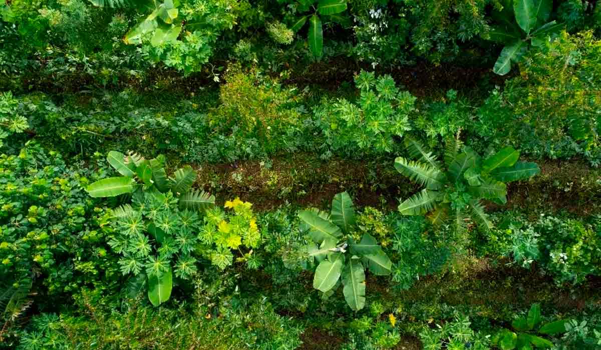 Restauração produtiva em sistema agroflorestal (SAF)