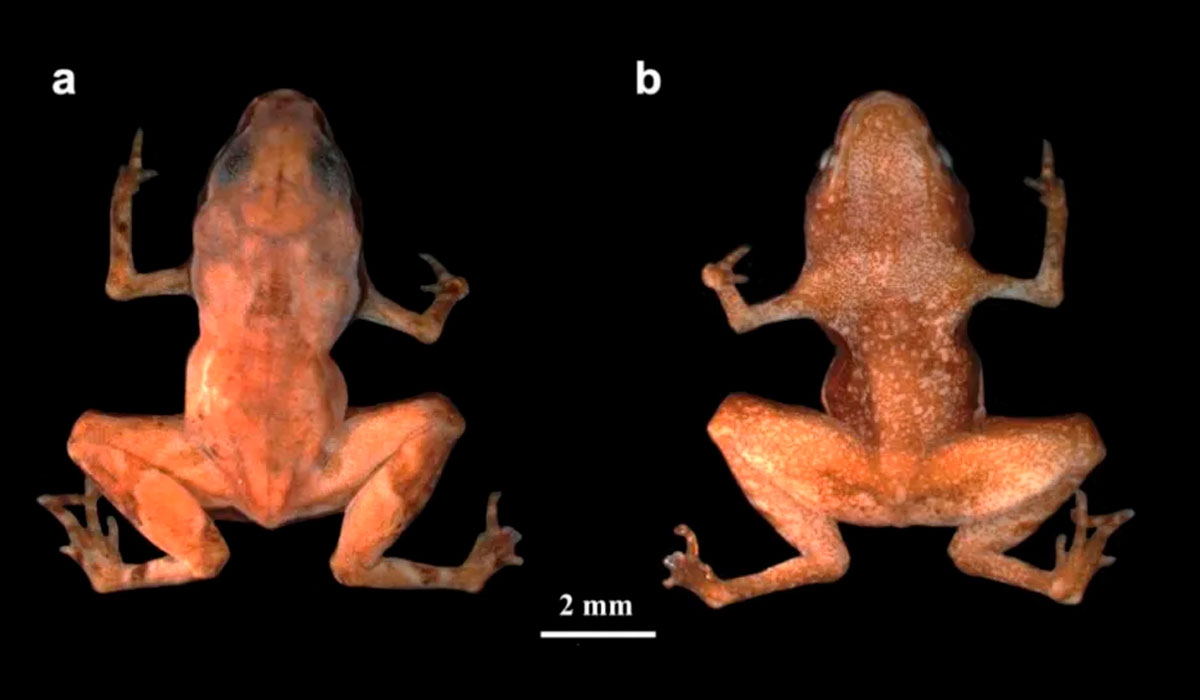 Vistas: A- Doral; B- Ventral