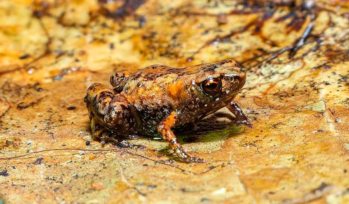 A espécie Brachycephalus hermogenesi também habita a região do litoral norte de SP. Esse espécime foi fotografado na área do Projeto Dacnis em Ubatuba - Foto: José Rubens