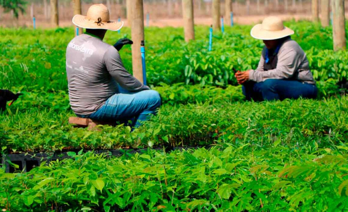 Trabalho em viveiro florestal