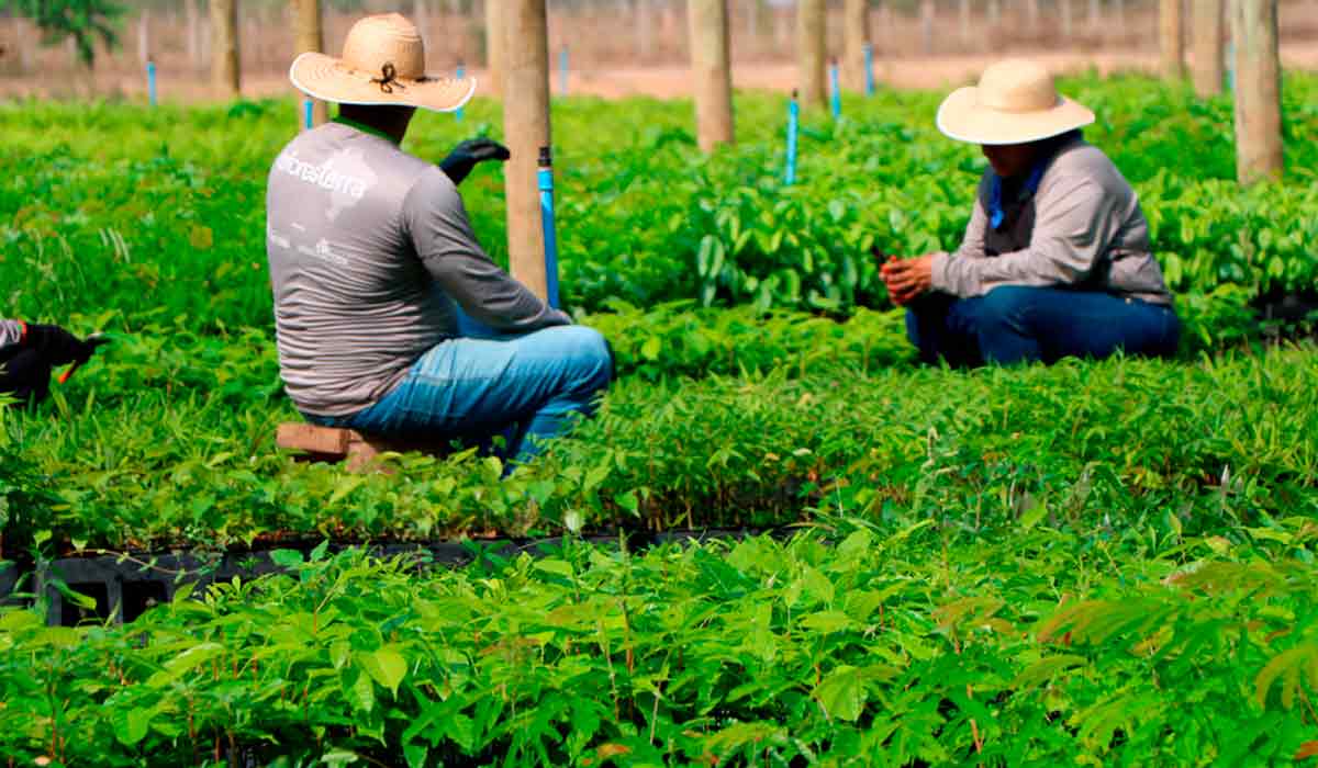 Trabalho em viveiro florestal