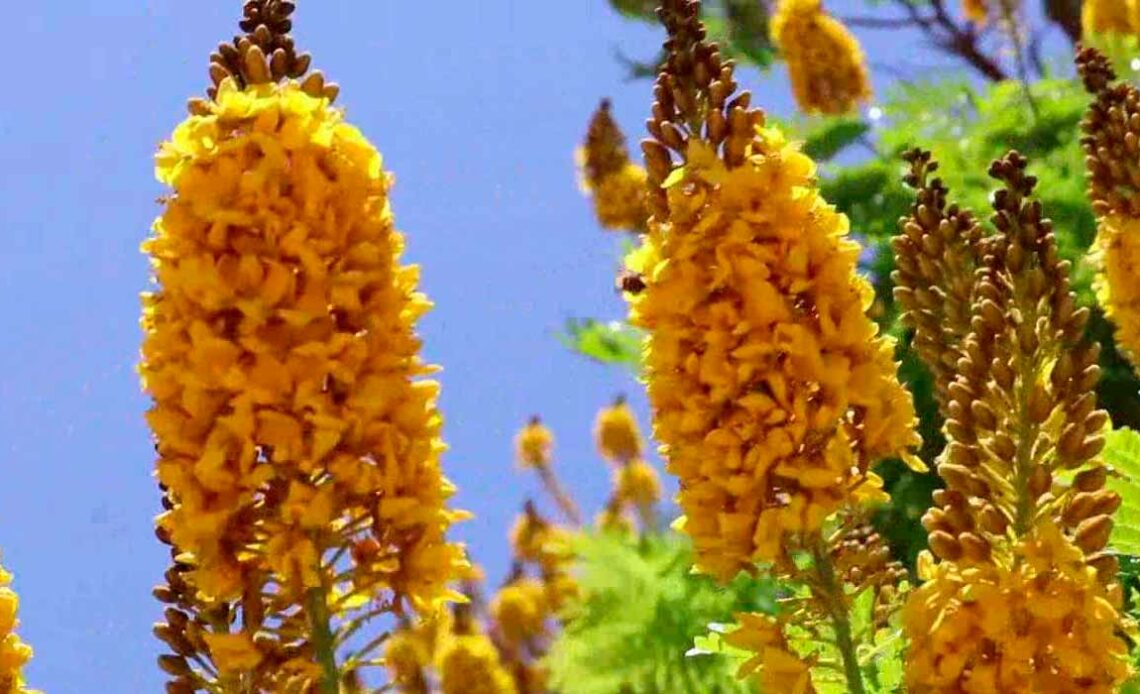 A fabulosa floração da sibipiruna