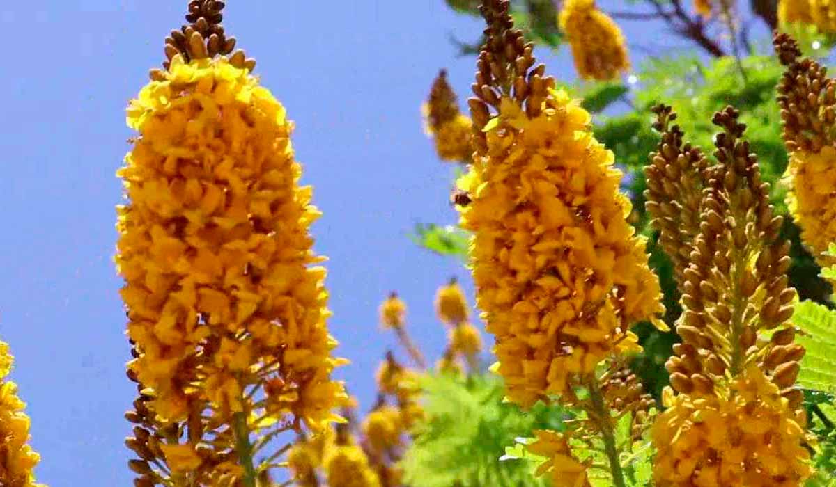 A fabulosa floração da sibipiruna