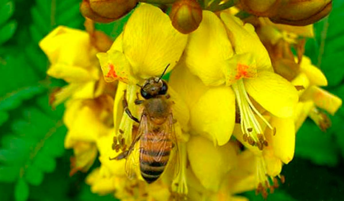 A abelha na floração da sibipiruna