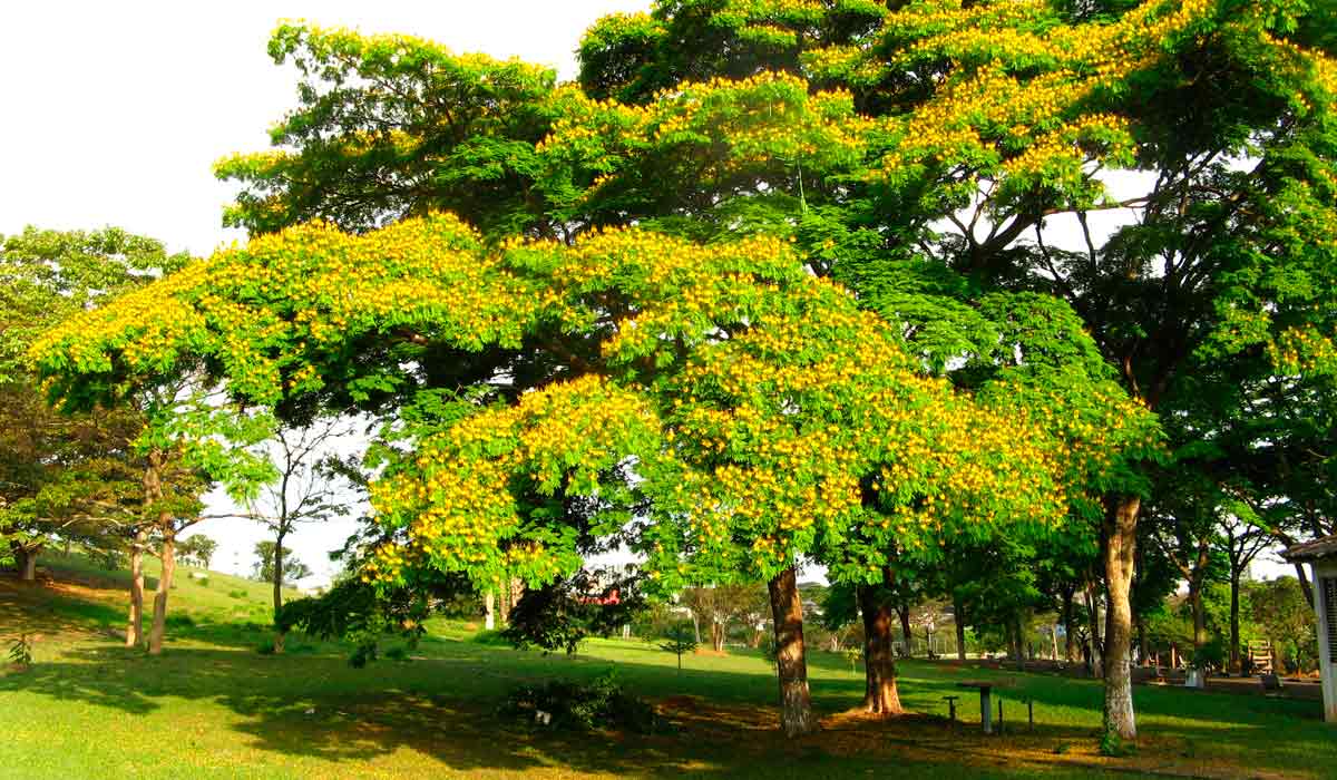 Sibipiruna na composição paisagística de um parque urbano