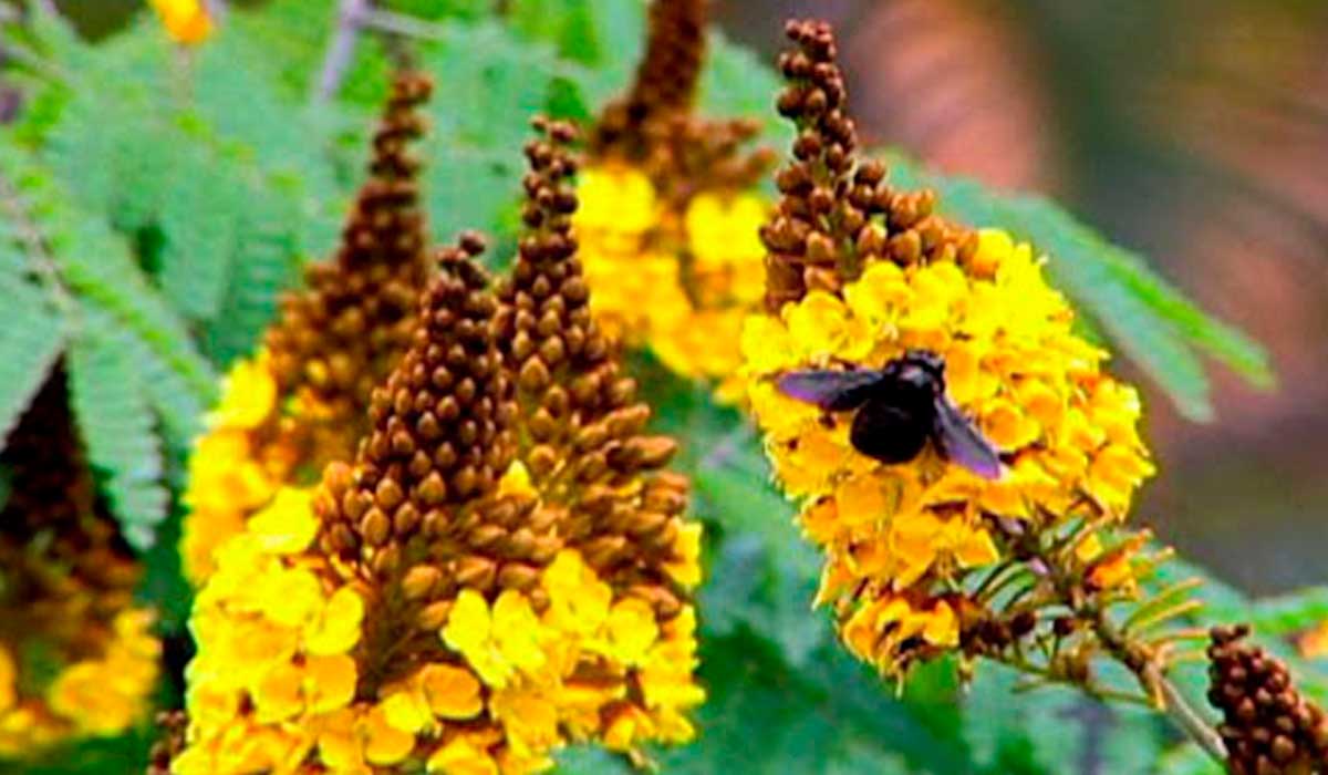 Mamangava, importante polinizadora, atraída pela flor da sibipiruna