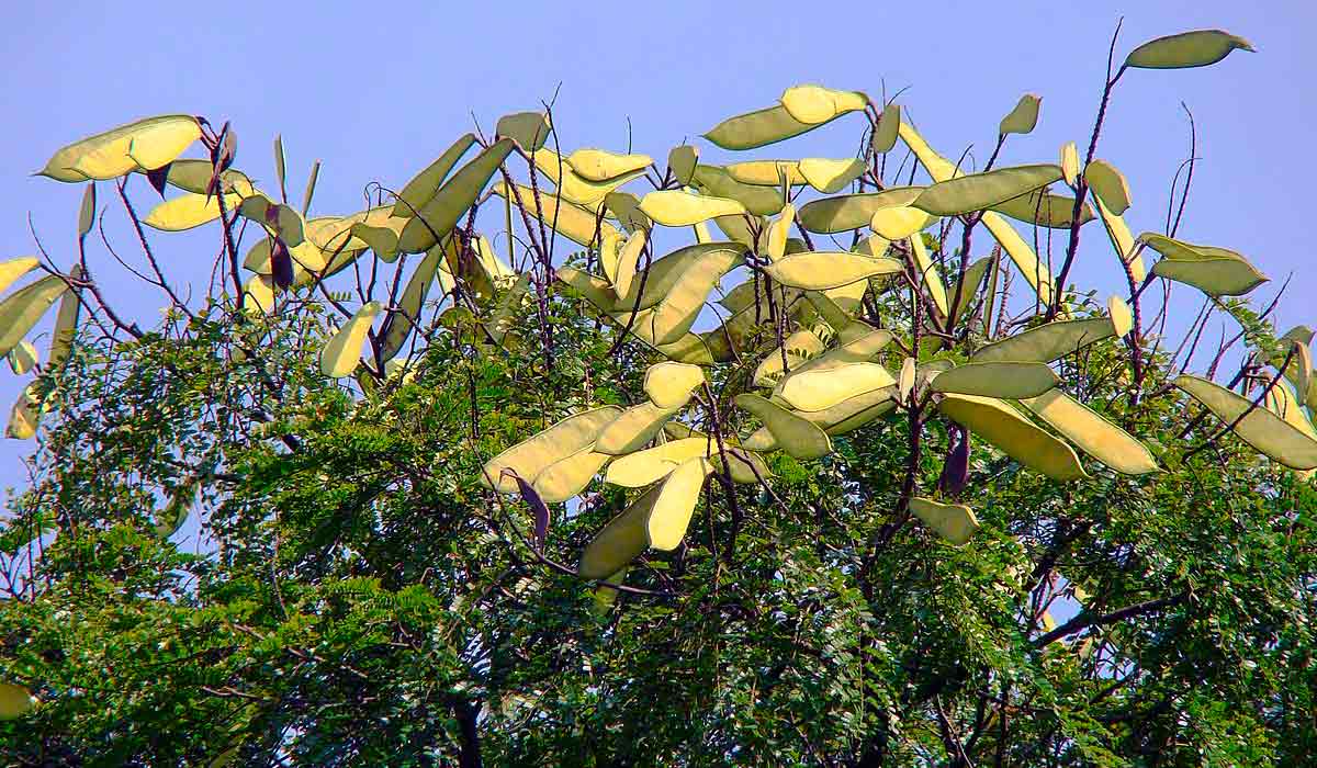 Frutificação da sibipiruna