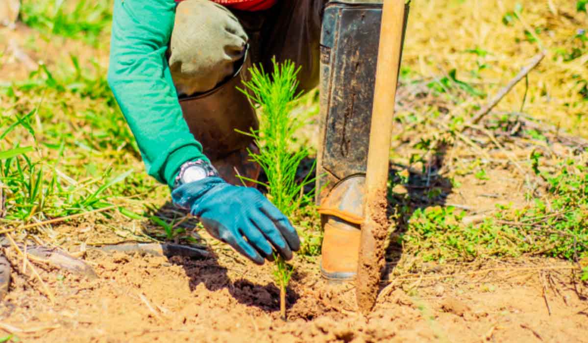 Plantando uma muda de Pinus