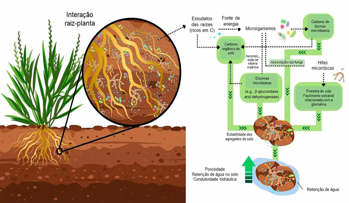 Interação raiz-planta e os efeitos da rizosfera