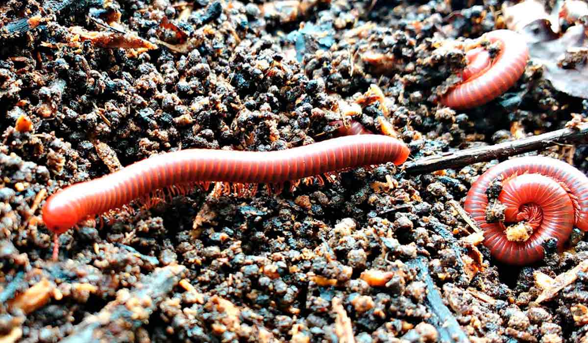 Gongolos da espécie Trigoniulus corallinus sobre o gongocomposto produzido a partir
de folhas de pata-de-vaca, aparas de grama, folhas de bananeira e papelão picado - Foto: Luiz Fernando de Sousa Antunes