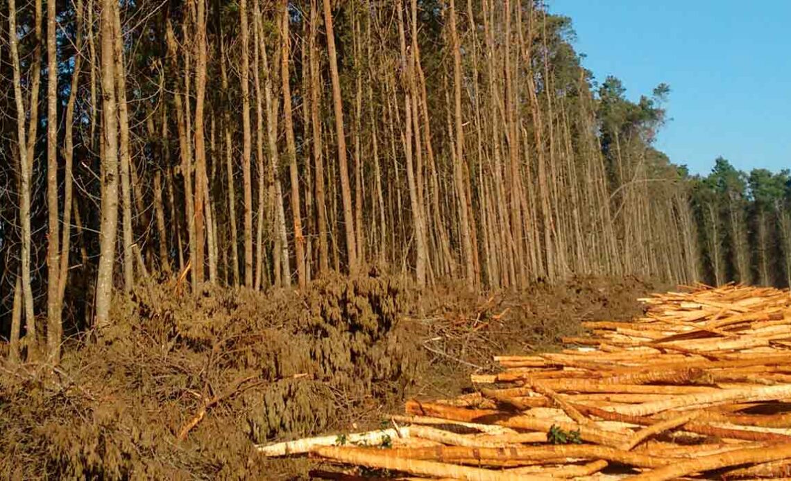 Reflorestamento de acácia negra com toras retirada