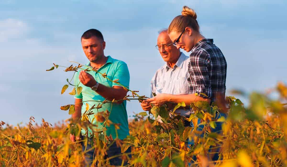 Técnica numa inspeção de campo rotineira na lavoura