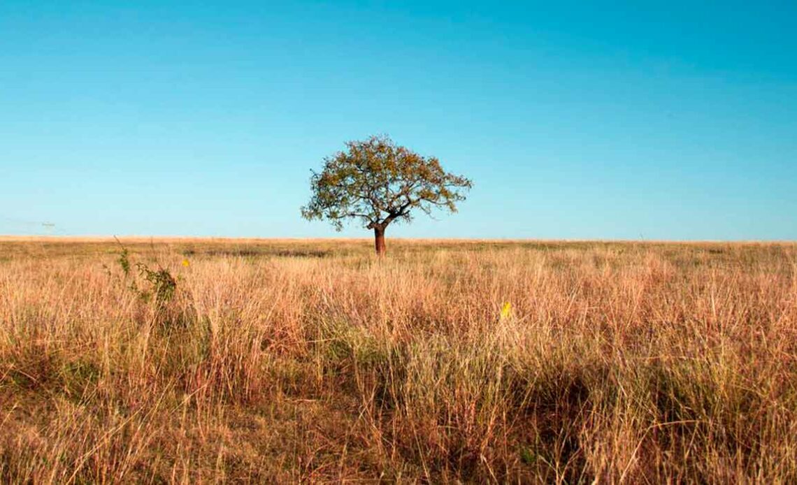 Cerrado