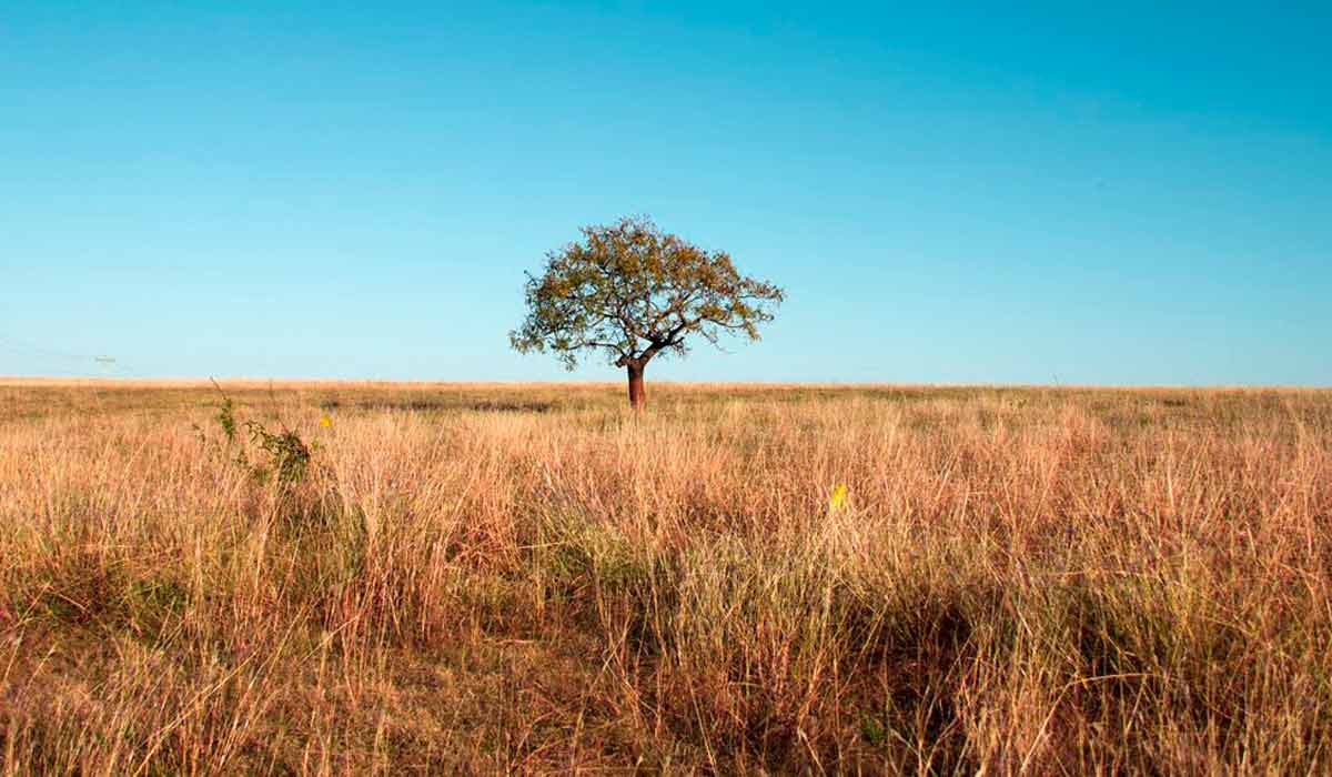 Cerrado