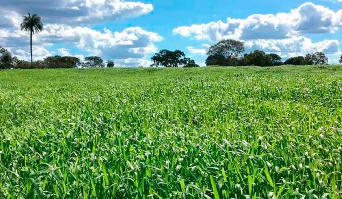 Capim mombaça (Panicum Maximum cv Mombaça)